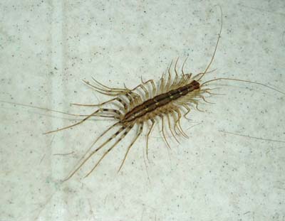 centipede1